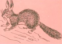 Башкирская белка Sciurus vulgaris bashkiricus Ognev, 1935