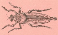 Гигантский ктырь Satanas gigas (Eversmann, 1855)