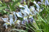 Ирис Карликовый Iris Pum1la L. 