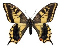 Махаон Papilio machaon Linnaeus, 1758