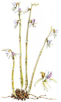 Надбородник безлистный Epipogium aphyllum (F.W.Schmidt) Sw.
