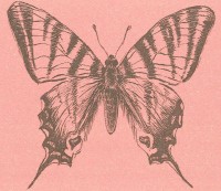 Подалирий Iphiclides podalirius (Linnaeus, 1758)