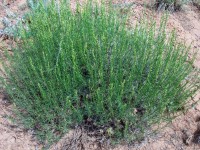 Полынь Солянковидная Artemisia Salsoloides Willd.