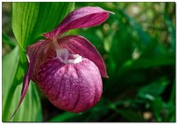 Венерин Башмачок Крупноцветковый С Ypripedium Macranthon SW.