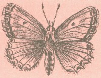 Зубчатокрылая голубянка Polyommatus daphnis (Denis et Schiffermuller, 1775)