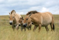 Первый фотоальбом лошадей Пржевальского из Оренбургского заповедника выйдет в 2019 году