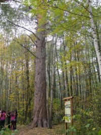 Бузулукская сосна участвует в конкурсе «Российское дерево года»